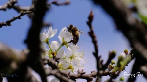 Blooming Symphony