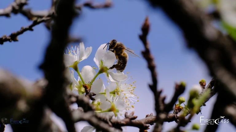 Blooming Symphony
