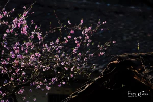 Flower Season