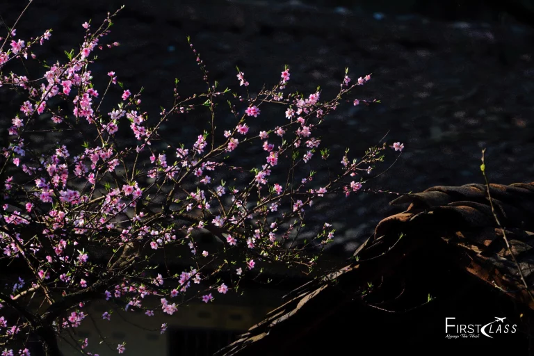 Flower Season