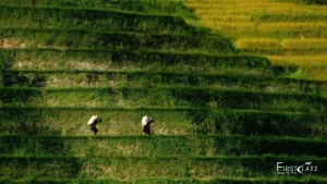 Golden Horizons: Photography Journey