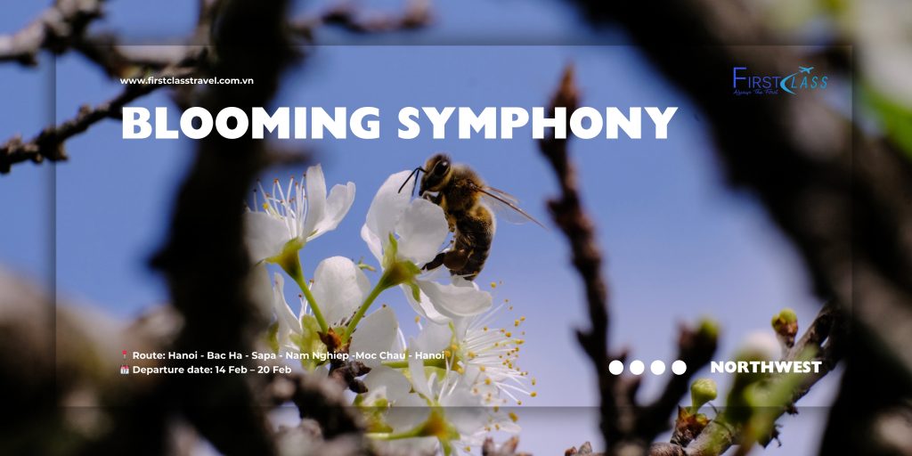 Hình ảnh này chưa có thuộc tính alt; tên tệp của nó là Ba_PTT242-Blooming-Symphony-1024x512.jpg