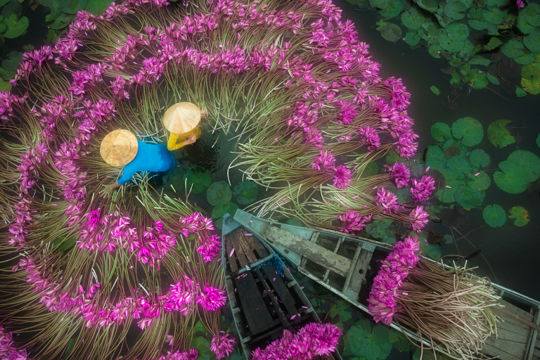 Water Lily Season in the Mekong Delta: A “Dance” on the Waterways for High-Class Photo Tours